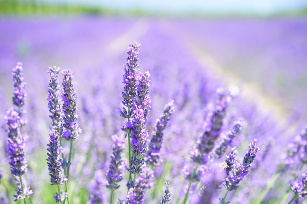 Lavendel